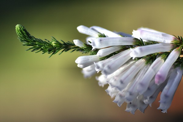 Erica - White Delight  by Joy Watson